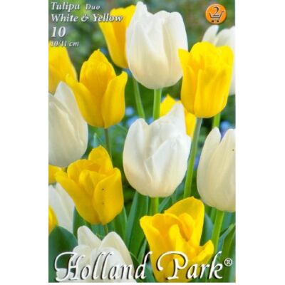 Tulipán Duo- Fehér és sárga tulipán