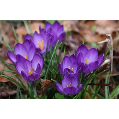 Crocus tommasinianus 'Ruby Giant' -  Illír sáfrány