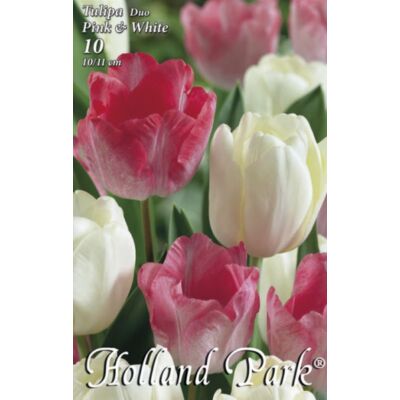 Tulipán Duo- Rózsaszín és fehér tulipán