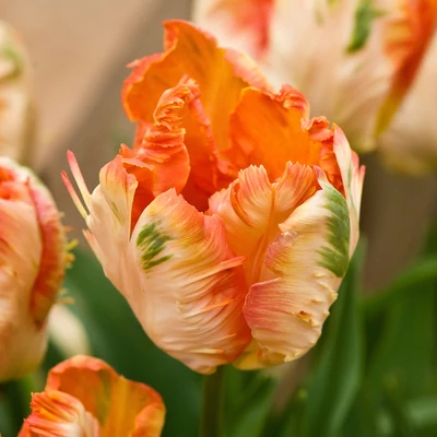 Papagájvirágú tulipán 'Apricot Parrot'