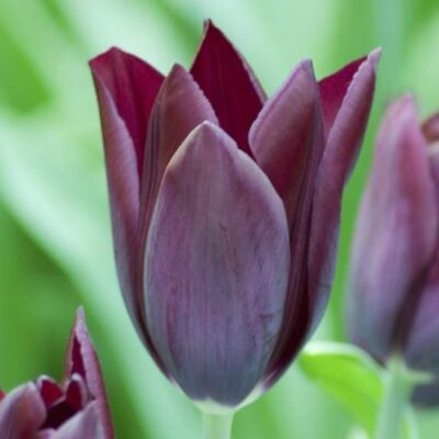 Triumph-típusú tulipán 'Havran'