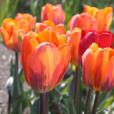 Triumph-típusú tulipán 'Princess Irene'