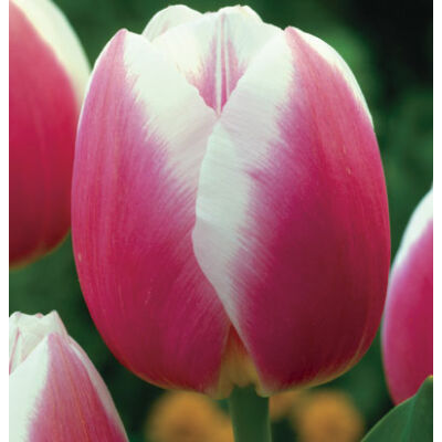 Triumph-típusú tulipán 'Valentine/Synaeda Blue'