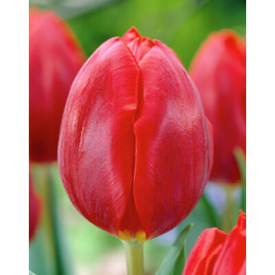 Triumph-típusú tulipán 'Couleur Cardinal'