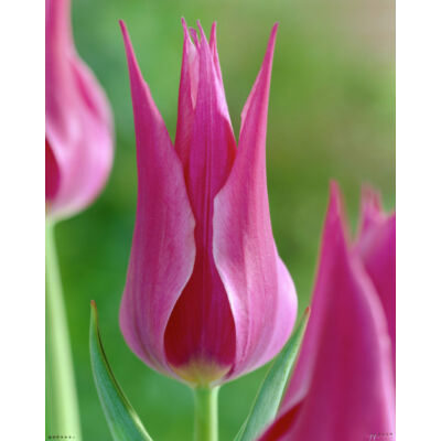 Liliomvirágú tulipán 'Maytime'