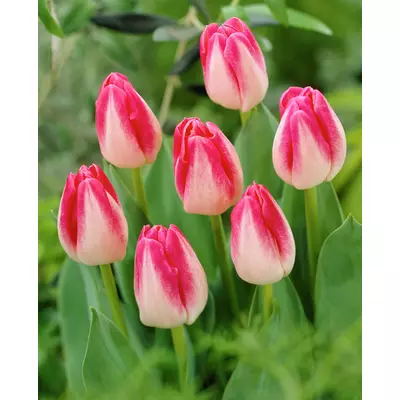 Triumph-típusú tulipán 'Page Polka'