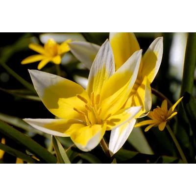 Tulipa tarda - Kétszínű tulipán