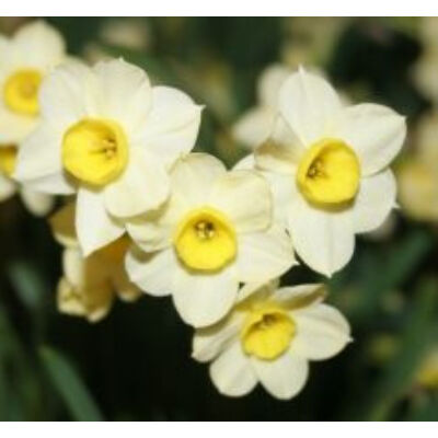Narcissus 'Minnow' -  Nárcisz