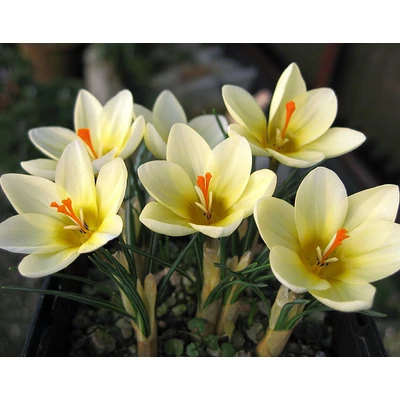 Crocus chrysantus 'Cream Beauty' - Korai krókusz 