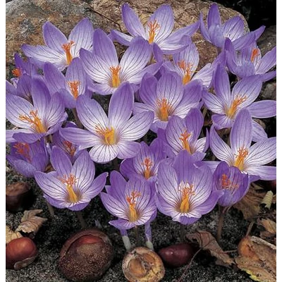 Crocus speciosus - Pompás krókusz