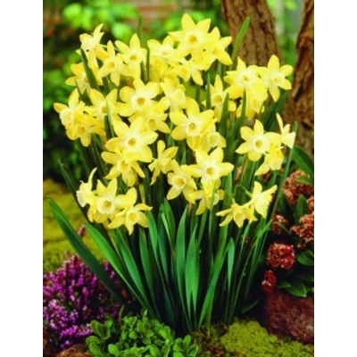 Narcissus 'Pipit' -  Nárcisz
