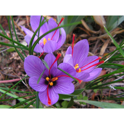 Crocus sativus - Valódi sáfrány