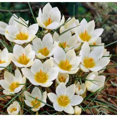 Crocus chrysantus 'Snowbunting' - Korai krókusz 