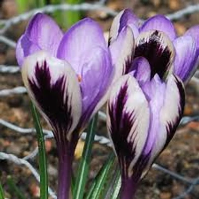 Crocus sieberi 'Spring Beauty' - Korai krókusz 