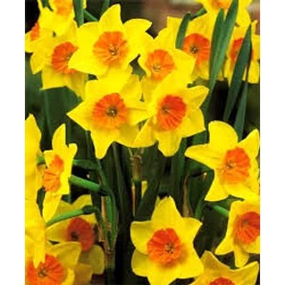 Narcissus 'Suzy' -  Nárcisz