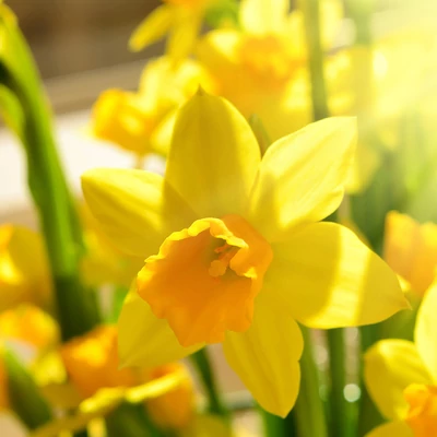 Narcissus 'Tete a tete' -  Nárcisz