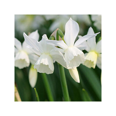 Narcissus 'Thalia' -  Nárcisz