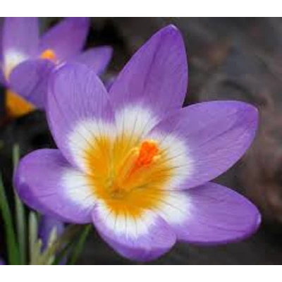 Crocus sieberi 'Tricolor' - Sárgatorkú krókusz 