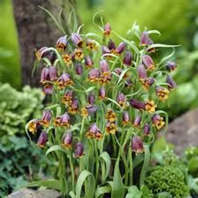 Fritillaria uva-vulpis - Császárkorona