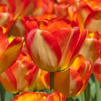 Darwin-hybrid tulipán 'American Dream' 