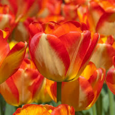 Darwin-hybrid tulipán 'American Dream' 