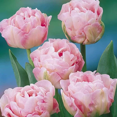 Tulipa 'Angelique' teltvirágú tulipán