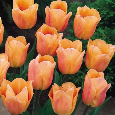 Tulipa 'Apricot Beauty' - Egyszerű virágú tulipán