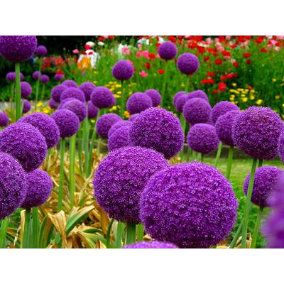 Allium giganteum - Óriás díszhagyma