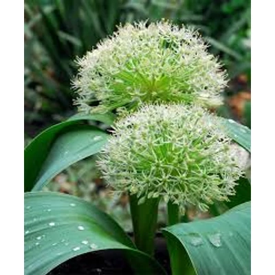 Allium karataviense 'Ivory Queen' -  Kéknyelvű hagyma