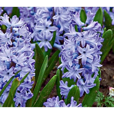Hyacinthus Multiflowered Blue - Csokros jácint