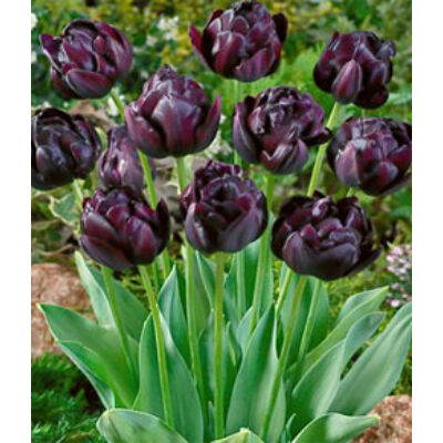 Teltvirágú tulipán 'Black Hero'
