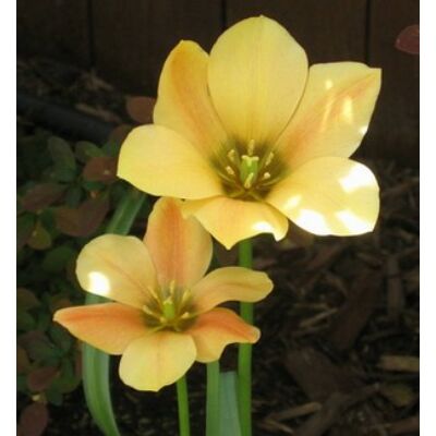 Tulipa batalinii 'Bronz Charme' - Botanikai tulipán