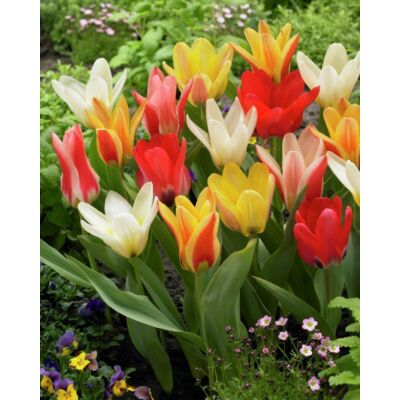 Fosteriana tulipán színkeverék