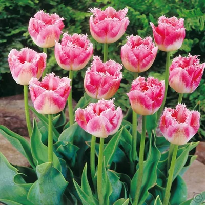 Rojtos szirmú tulipán 'Fancy Frills'