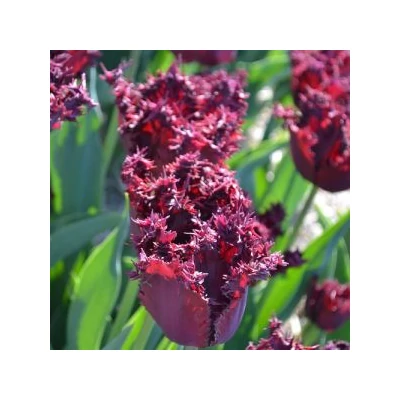 Rojtos szirmú tulipán 'Gorilla'