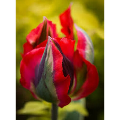 Viridiflora tulipán 'Hollywood'