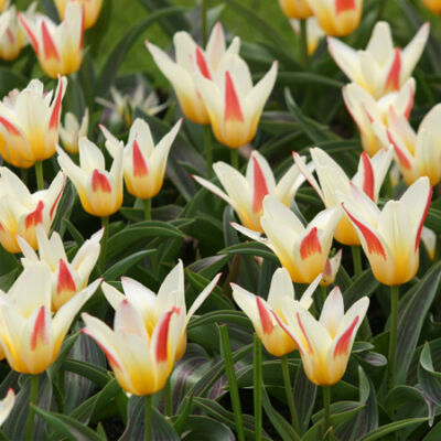 Kaufmanniana tulipán 'Johann Strauss'