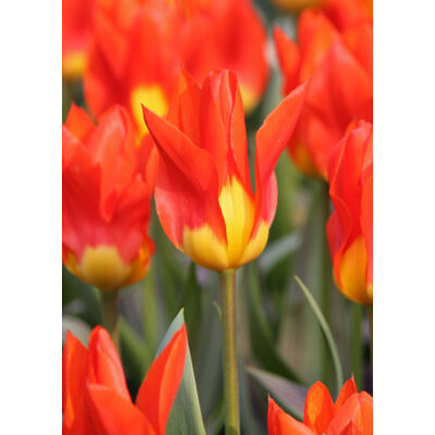 Fosteriana tulipán 'Juan'