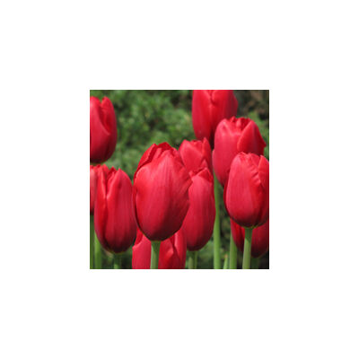 Tulipa 'Kingsblood' - Egyszerű virágú tulipán