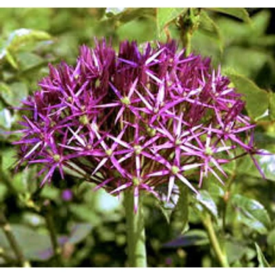 Allium chrystophii - Léggömbhagyma