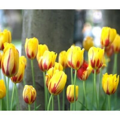 Tulipa 'La Courtine' - Egyszerű virágú tulipán