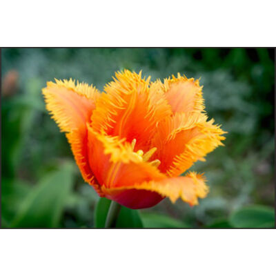 Rojtos szirmú tulipán 'Lambada'