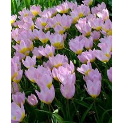 Tulipa bakeri 'Lilac Wonder' - Botanikai tulipán