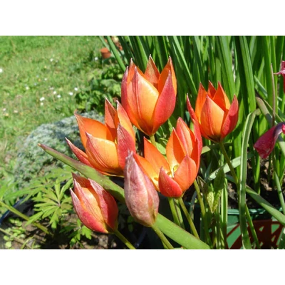 Tulipa 'Little Princess' - Botanikai tulipán