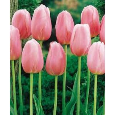 Tulipa 'Menton' - Egyszerű virágú tulipán
