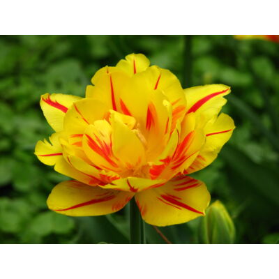 Teltvirágú tulipán 'Monsella'