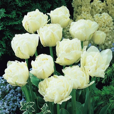 Teltvirágú tulipán 'Mount Tacoma'