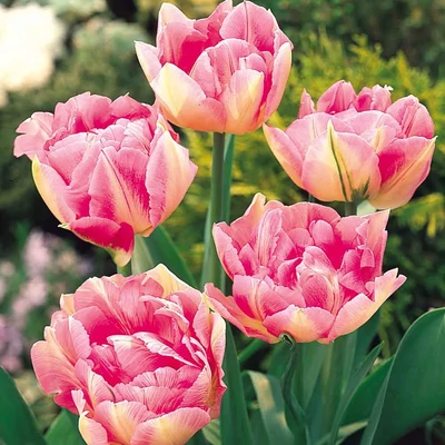 Teltvirágú tulipán 'Peach Blossom'