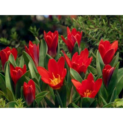 Fosteriana tulipán 'Princeps'