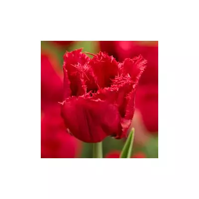 Rojtos szirmú tulipán 'Red Wing'